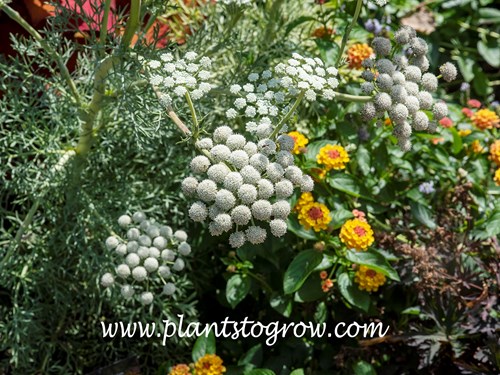 Moon Carrot (Seseli gummiferum)
plants white flowers are borne on a umbel